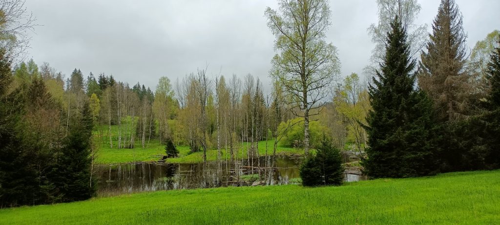 V údolí Jezerního potoka vzniklo přehradní jezero, které je dílem bobra.